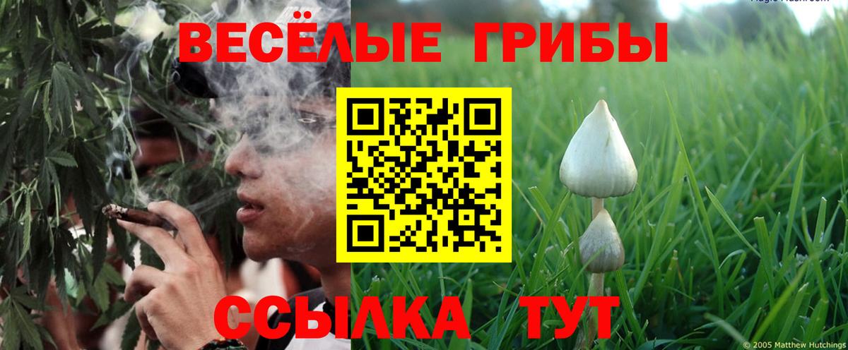 Галлюциногенные грибы Psilocybine cubensis Лесосибирск